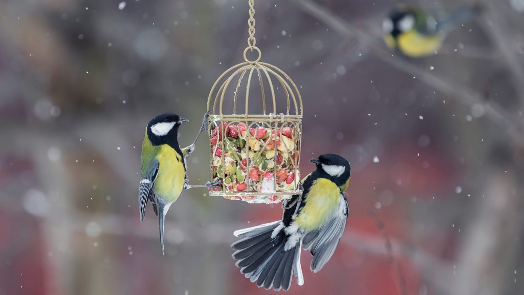 Bird feeders