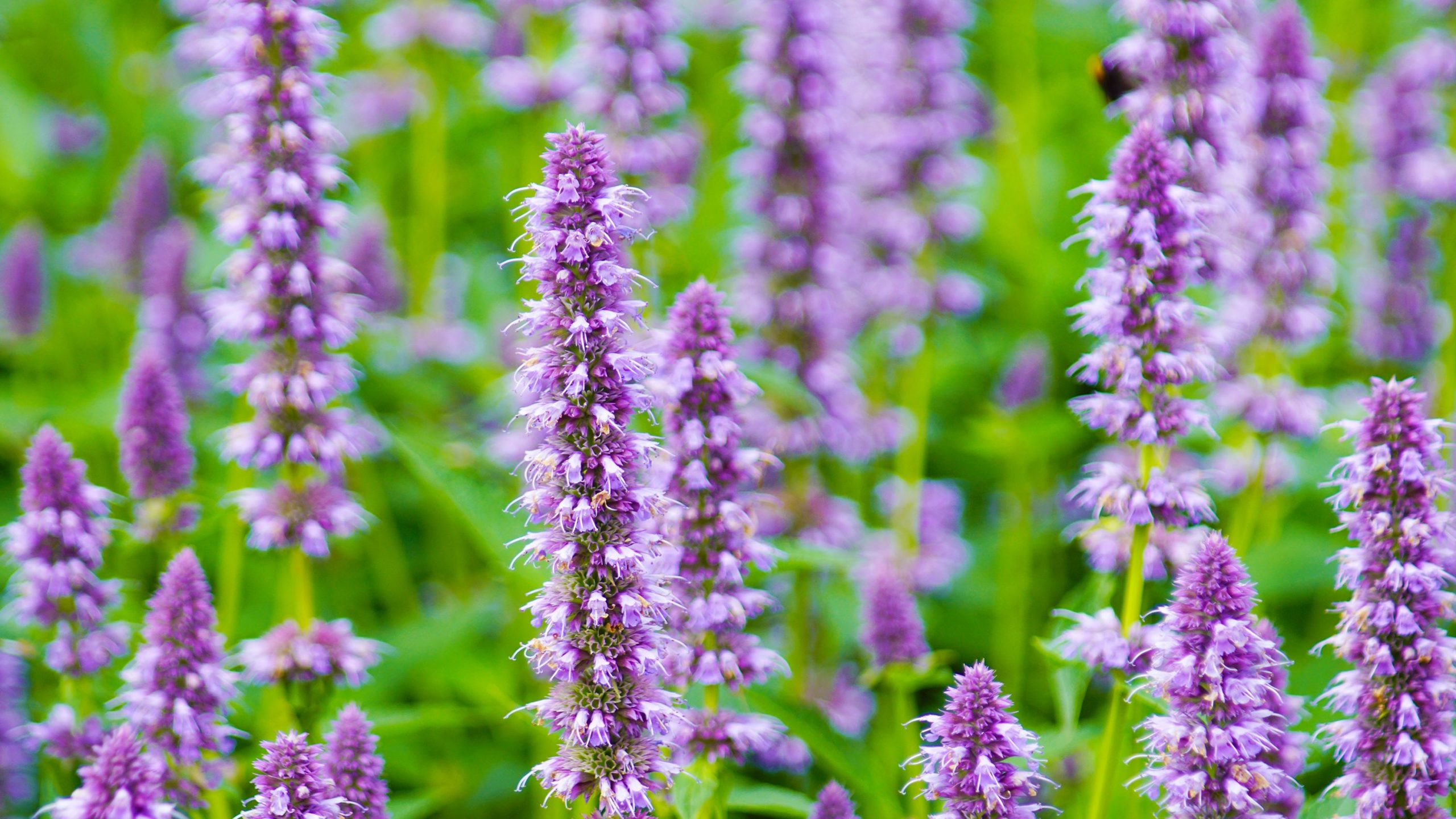 Agastache