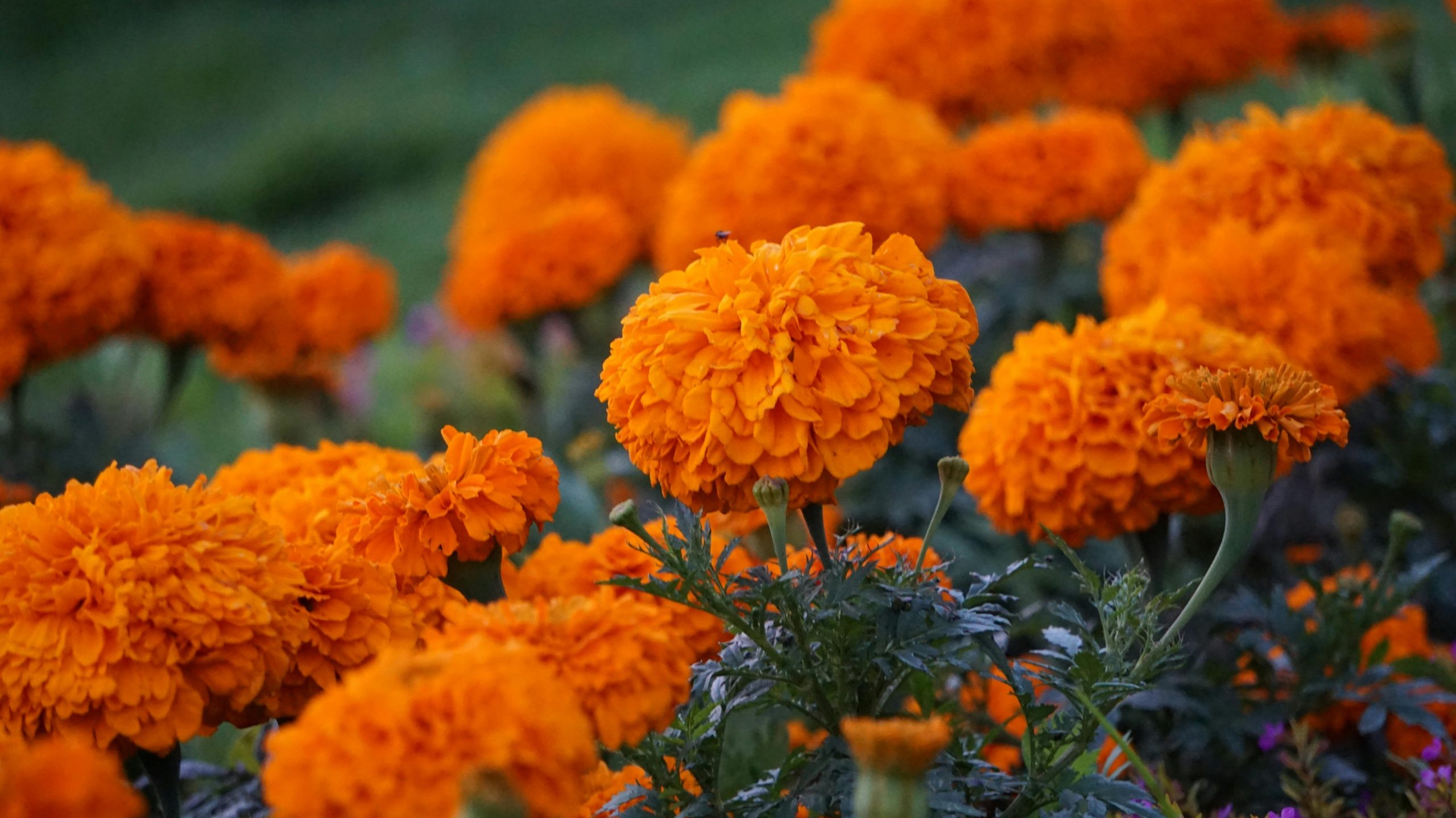 Marigolds