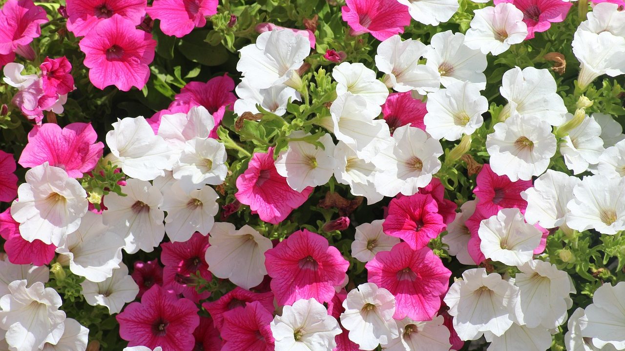 Petunias