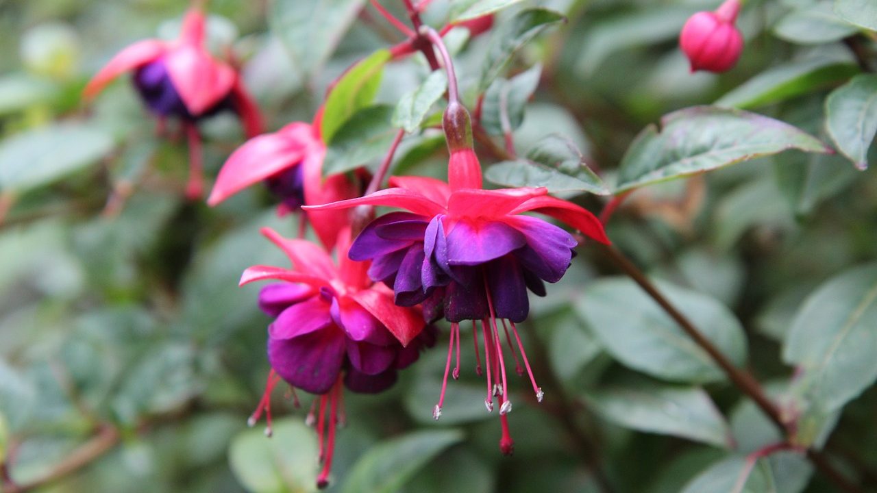 Fuchsia