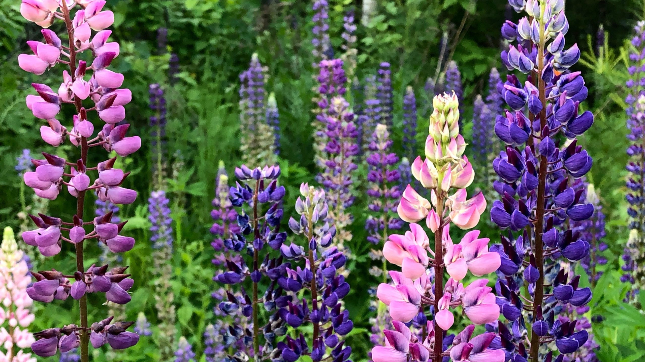 Lupins