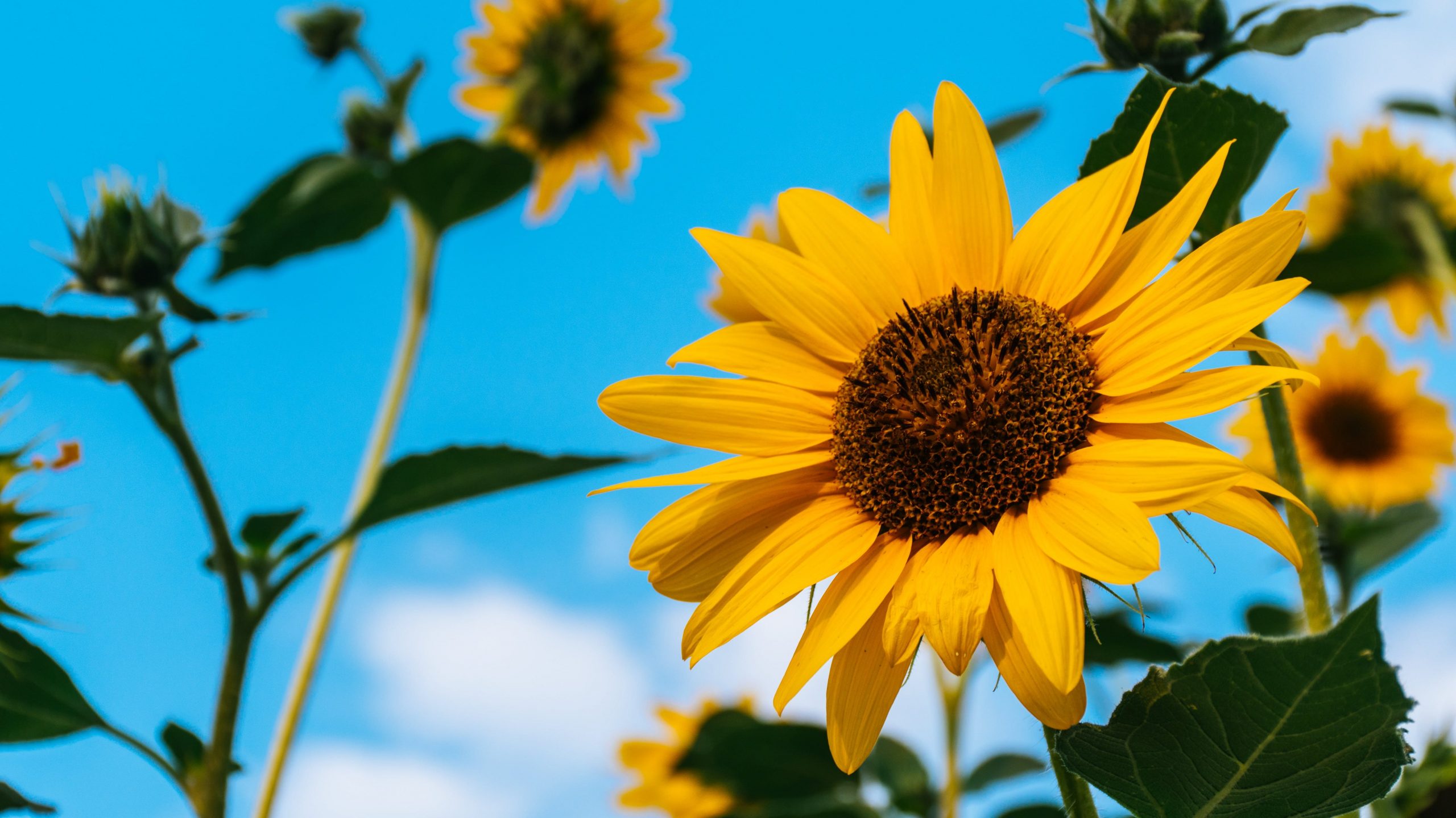 Sunflowers