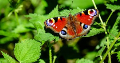 Attracting Pollinators to Your August Garden