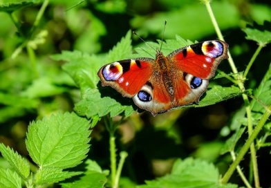 Attracting Pollinators to Your August Garden