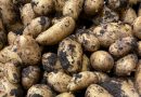 Growing Potato for your Christmas Harvest