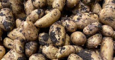 Growing Potato for your Christmas Harvest