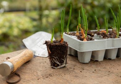 Marshalls Garden introduce pre rooted Garlic Cloves and Onion Sets.