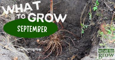 What to Grow in September