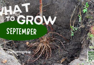 What to Grow in September